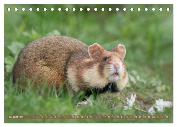 Produktbild: Feldhamster Herbert Kleine Pfoten, gro&szlig;e Pers&ouml;nlichkeit (Tischkalender 2026 DIN A5 quer), CALVENDO Monatskalender