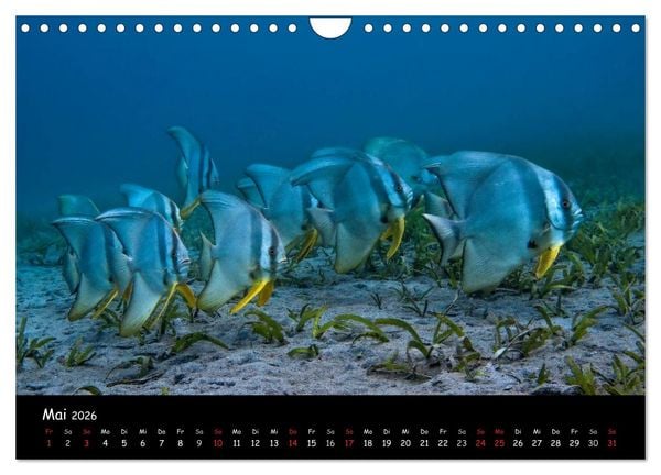 Produktbild: Die Welt unter Wasser (Wandkalender 2026 DIN A4 quer), CALVENDO Monatskalender