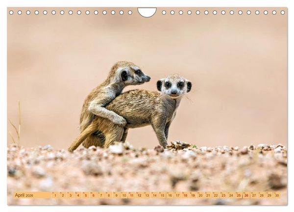Produktbild: Afrikas Tierwelt - Erdm&auml;nnchen (Wandkalender 2026 DIN A4 quer), CALVENDO Monatskalender