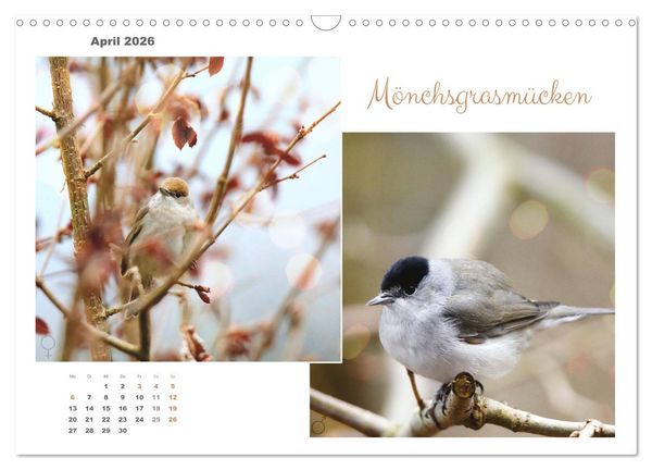 Produktbild: Vogel-P&auml;rchen (Wandkalender 2026 DIN A3 quer), CALVENDO Monatskalender