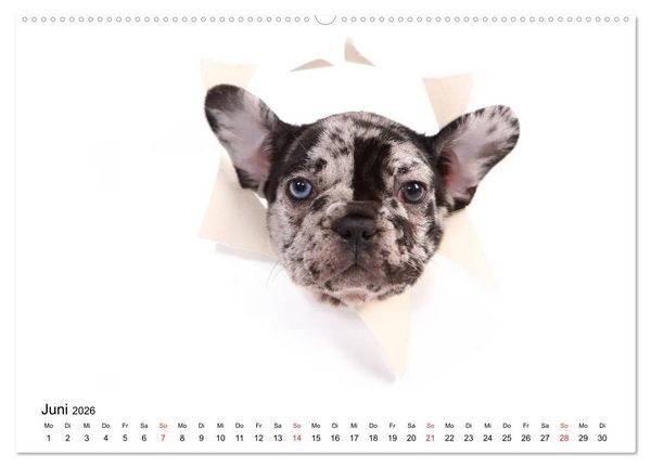 Produktbild: Funny Dogs (hochwertiger Premium Wandkalender 2026 DIN A2 quer), Kunstdruck in Hochglanz