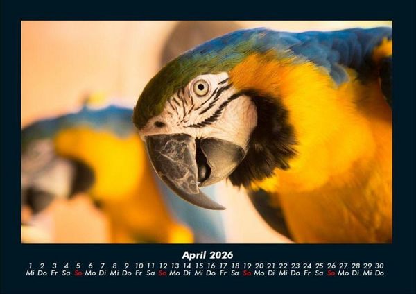 Produktbild: Der Tierkalender 2026 Fotokalender DIN A4