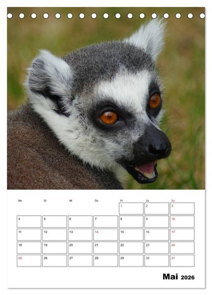 Produktbild: Katta Terminplaner (Tischkalender 2026 DIN A5 hoch), CALVENDO Monatskalender
