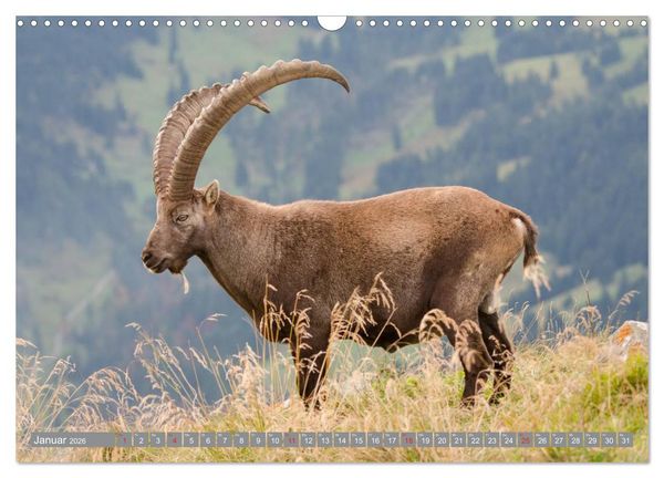 Produktbild: Steinwild am Pilatus (Wandkalender 2026 DIN A3 quer), CALVENDO Monatskalender