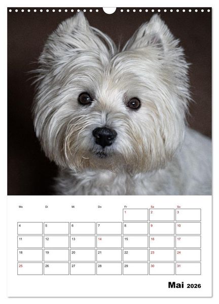 Produktbild: West Highland White Terrier - Herzensbrecher auf vier Pfoten (Wandkalender 2026 DIN A3 hoch), CALVENDO Monatskalender