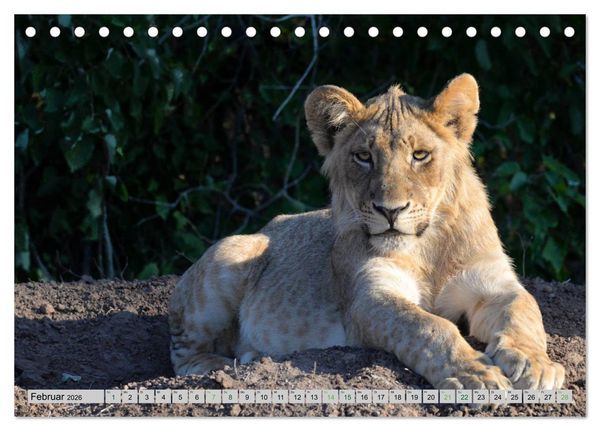 Produktbild: L&ouml;wen. Die K&ouml;nige Afrikas (Tischkalender 2026 DIN A5 quer), CALVENDO Monatskalender