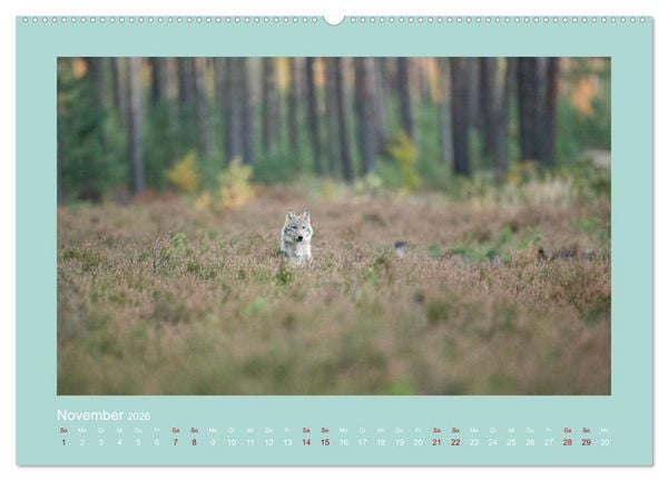 Produktbild: W&ouml;lfe, Impressionen aus der Lausitz (Wandkalender 2026 DIN A2 quer), CALVENDO Monatskalender