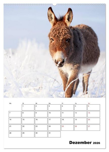 Produktbild: S&uuml;&szlig;e Esel. Langohren zum Verlieben (hochwertiger Premium Wandkalender 2026 DIN A2 hoch), Kunstdruck in Hochglanz