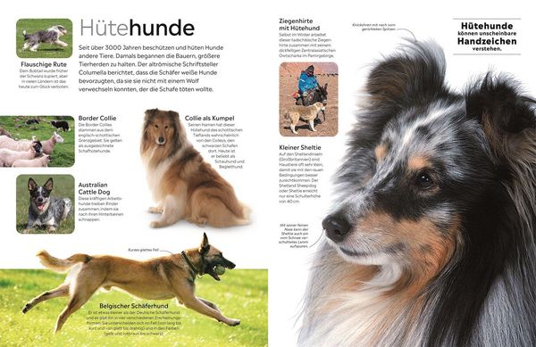Produktbild: memo Wissen. Hunde