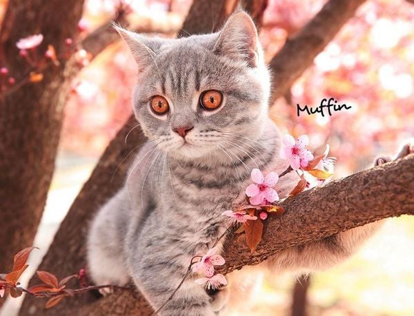 Produktbild: Katzen 2027 Eintragkalender