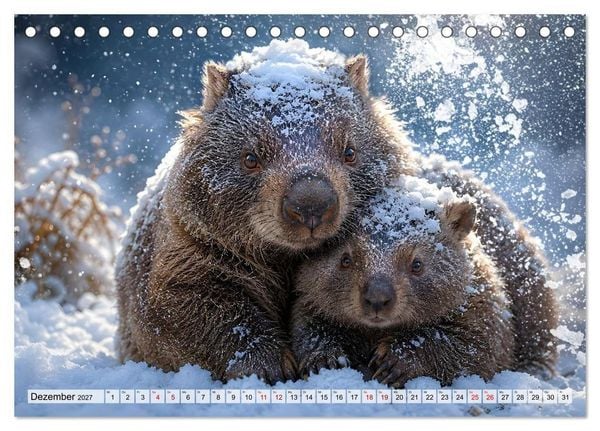 Produktbild: Niedliche Wombats - Australiens flauschige Beuteltiere zum Verlieben (Tischkalender 2027 DIN A5 quer), CALVENDO Monatskalender