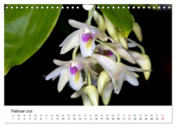 Produktbild: Vielfalt der Orchideen (Wandkalender 2026 DIN A4 quer), CALVENDO Monatskalender