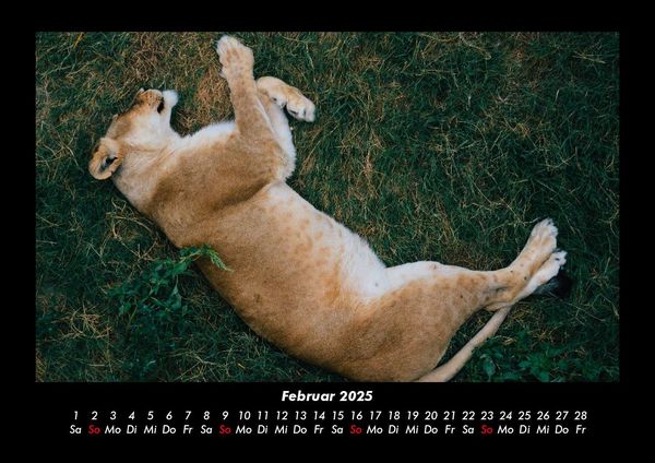 Produktbild: L&ouml;wen in der Wildnis 2025 Fotokalender DIN A3