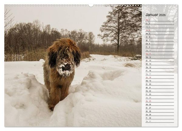 Produktbild: Der Briard 2026 - Ein echter Charmeur (hochwertiger Premium Wandkalender 2026 DIN A2 quer), Kunstdruck in Hochglanz