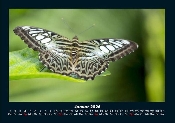 Produktbild: Welt der Tiere 2026 Fotokalender DIN A4