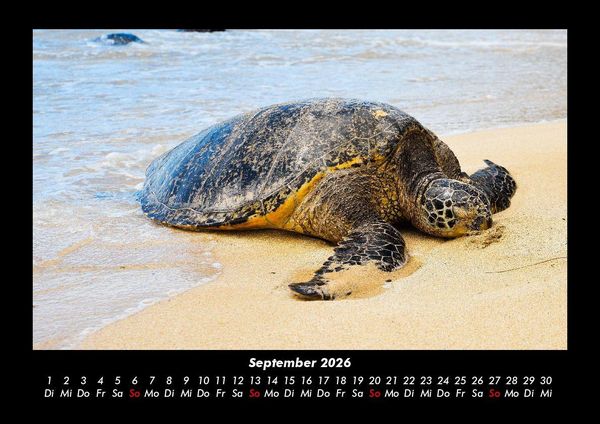 Produktbild: Schildkr&ouml;tenzauber 2026 Fotokalender DIN A3