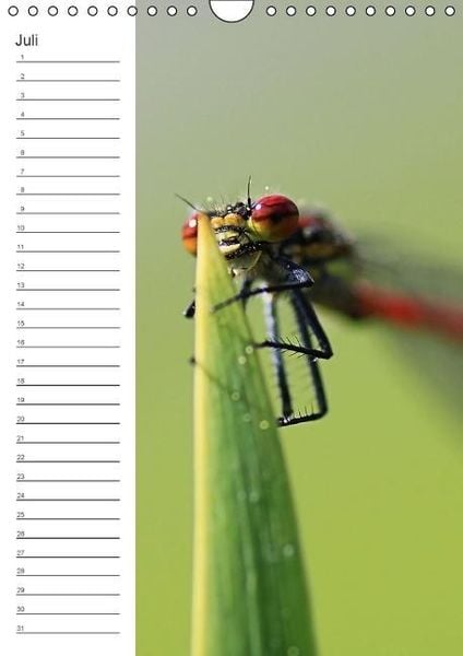 Produktbild: Tierische Kleinigkeiten / Geburtstagskalender (Wandkalender immerw&auml;hrend DIN A4 hoch)