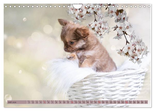 Produktbild: Chihuahua-Babys - Amy und Angel im Studio (Wandkalender 2026 DIN A4 quer), CALVENDO Monatskalender
