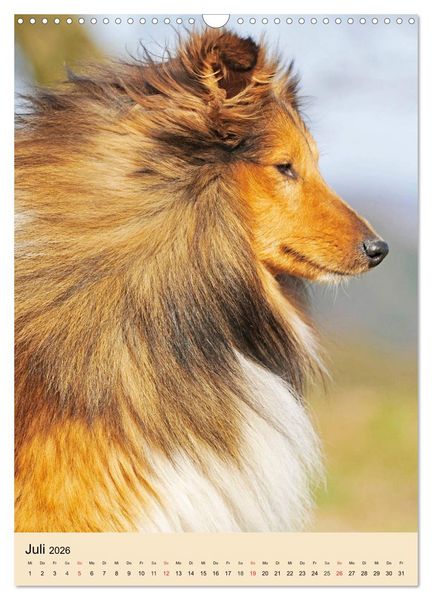 Produktbild: Sheltie - Wirbelwind auf 4 Pfoten (Wandkalender 2026 DIN A3 hoch), CALVENDO Monatskalender