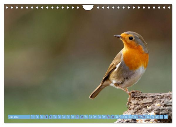 Produktbild: Rotkehlchen - Fotografiert von Ostfriesenfotografie (Wandkalender 2026 DIN A4 quer), CALVENDO Monatskalender