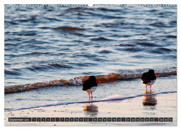 Produktbild: F&ouml;hr und Amrum - Spazierg&auml;nge am Meer (hochwertiger Premium Wandkalender 2026 DIN A2 quer), Kunstdruck in Hochglanz