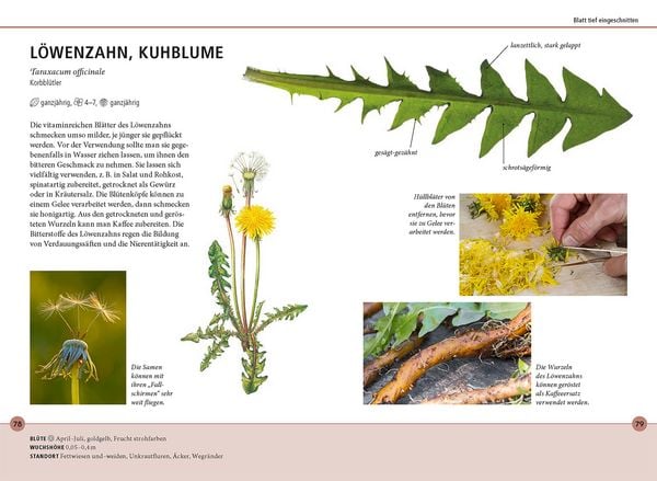 Produktbild: Wildkr&auml;uter am Blatt erkennen