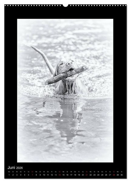 Produktbild: Vizsla-Liebe (Wandkalender 2026 DIN A2 hoch), CALVENDO Monatskalender
