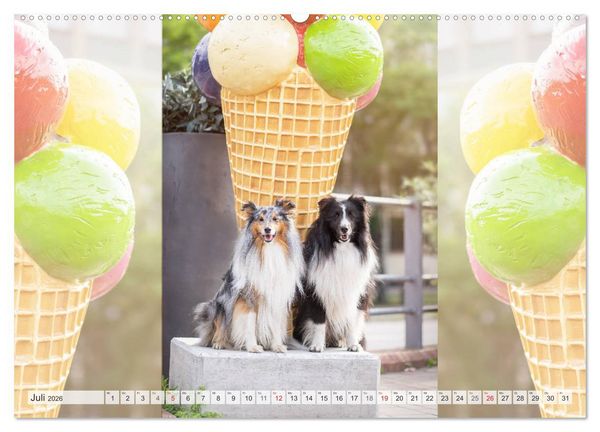 Produktbild: Hamburger Hafencity - Unterwegs mit den Shelties Finn und Louis (Wandkalender 2026 DIN A2 quer), CALVENDO Monatskalender