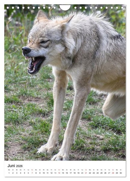 Produktbild: Wolf-Gesichter (Wandkalender 2026 DIN A4 hoch), CALVENDO Monatskalender