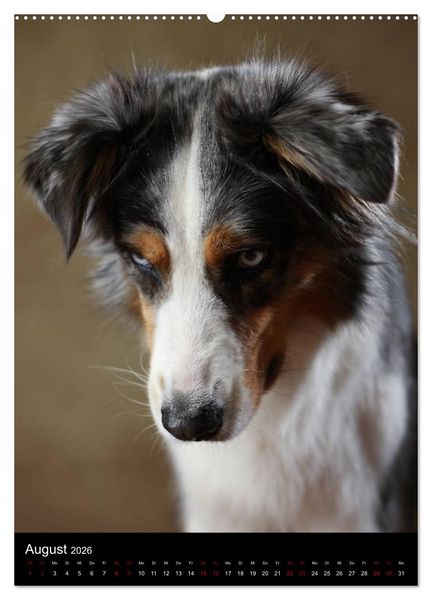 Produktbild: Geliebte Aussies - Australian Shepherds im Portrait (hochwertiger Premium Wandkalender 2026 DIN A2 hoch), Kunstdruck in Hochglanz