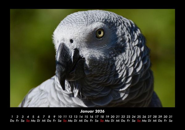 Produktbild: Welt der V&ouml;gel 2026 Fotokalender DIN A3
