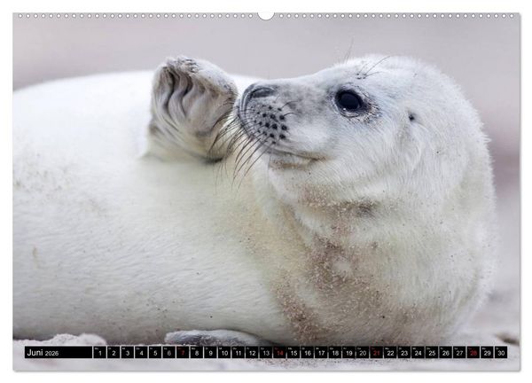 Produktbild: Robbenbabys (hochwertiger Premium Wandkalender 2026 DIN A2 quer), Kunstdruck in Hochglanz