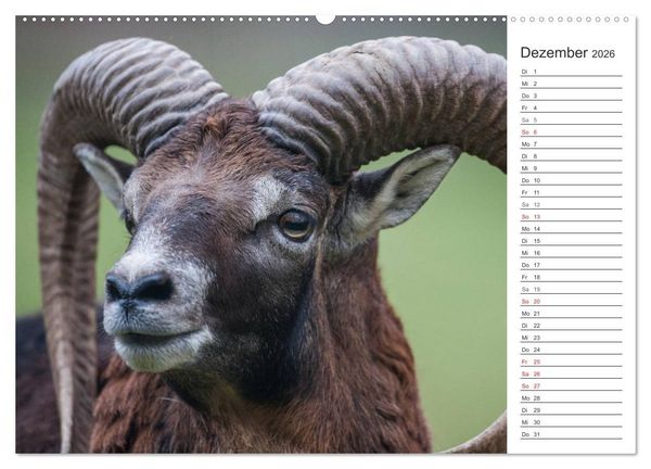 Produktbild: Emotionale Momente: Muffelwild. (hochwertiger Premium Wandkalender 2026 DIN A2 quer), Kunstdruck in Hochglanz