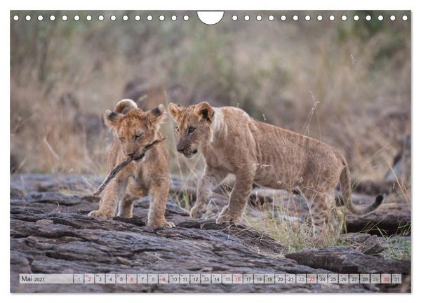Produktbild: Emotionale Momente: Liebenswerte L&ouml;wenbabys / CH-Version (Wandkalender 2027 DIN A4 quer), CALVENDO Monatskalender