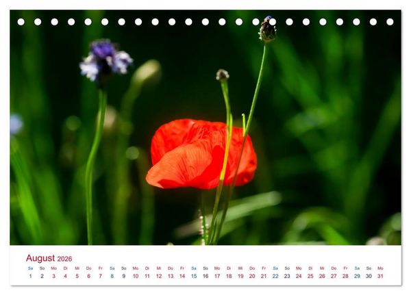 Produktbild: Mohnblumen (Tischkalender 2026 DIN A5 quer), CALVENDO Monatskalender