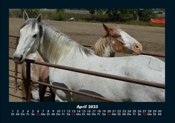 Produktbild: Die Welt der Pferde 2025 Fotokalender DIN A4