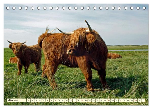 Produktbild: Die anmutigste Rinderrasse - Das schottische Hochlandrind (Tischkalender 2026 DIN A5 quer), CALVENDO Monatskalender