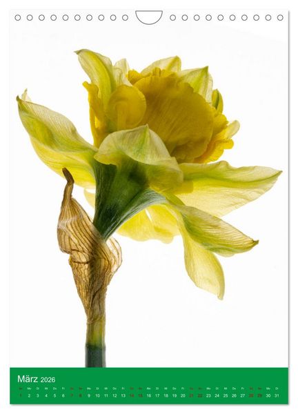 Produktbild: Nat&uuml;rlich Blumen. (Wandkalender 2026 DIN A4 hoch), CALVENDO Monatskalender