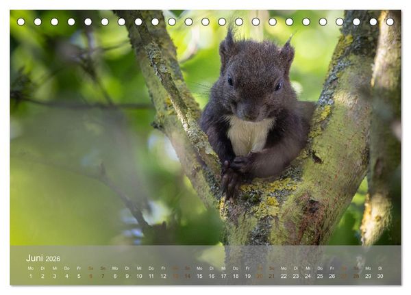 Produktbild: Bezaubernde Eichh&ouml;rnchen (Tischkalender 2026 DIN A5 quer), CALVENDO Monatskalender