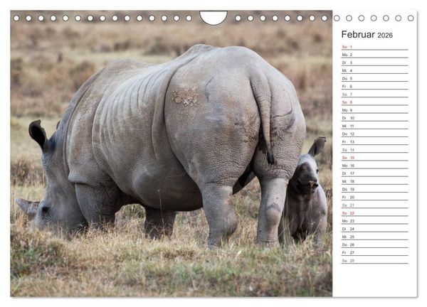 Produktbild: Emotionale Momente: Nash&ouml;rner (Wandkalender 2026 DIN A4 quer), CALVENDO Monatskalender
