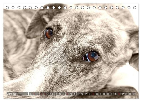 Produktbild: Galgo eye-catcher (Tischkalender 2026 DIN A5 quer), CALVENDO Monatskalender