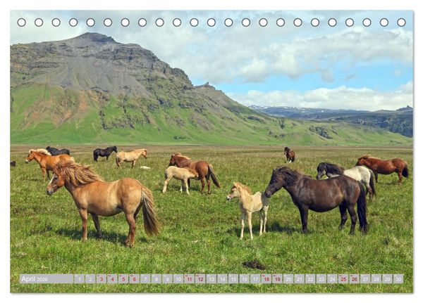 Produktbild: Islandpferde - Die tierischen Stars der Insel (Tischkalender 2026 DIN A5 quer), CALVENDO Monatskalender