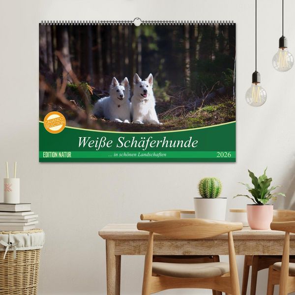 Produktbild: Wei&szlig;e Sch&auml;ferhunde in sch&ouml;nen Landschaften (Wandkalender 2026 DIN A2 quer), CALVENDO Monatskalender