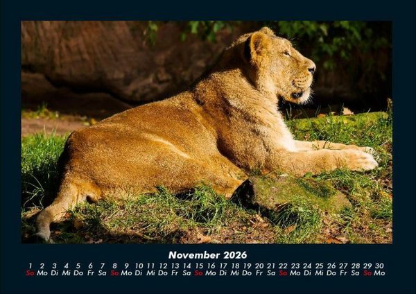 Produktbild: L&ouml;wen in der Wildnis 2026 Fotokalender DIN A4