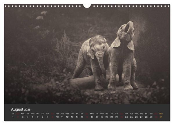Produktbild: African Souls African animals with soul (Wall Calendar 2026 DIN A3 landscape), CALVENDO 12 Month Wall Calendar
