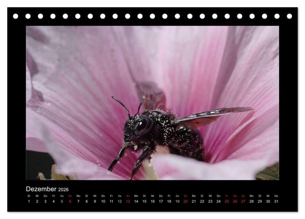 Produktbild: Die Wildbienen Deutschlands (Tischkalender 2026 DIN A5 quer), CALVENDO Monatskalender
