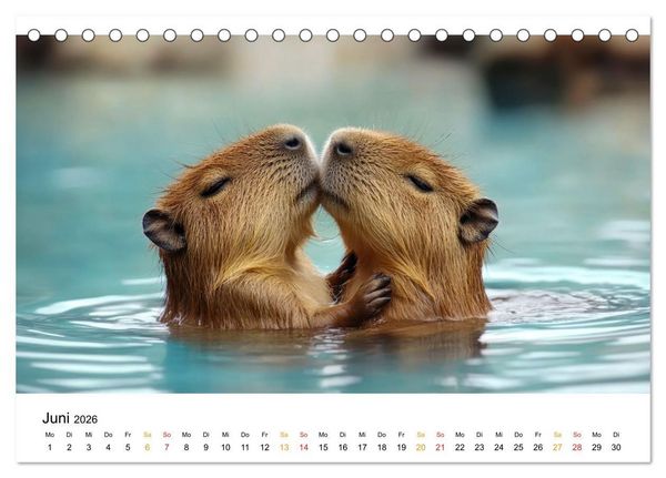 Produktbild: Capybara - liebenswertes gro&szlig;es Wasserschwein (Tischkalender 2026 DIN A5 quer), CALVENDO Monatskalender