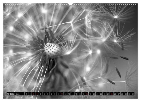 Produktbild: Pusteblume - Impressionen in schwarzwei&szlig; (Wandkalender 2026 DIN A2 quer), CALVENDO Monatskalender