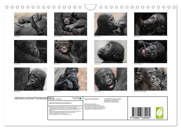Produktbild: MENSCHENAFFENKINDER 2 (Wandkalender 2026 DIN A4 quer), CALVENDO Monatskalender