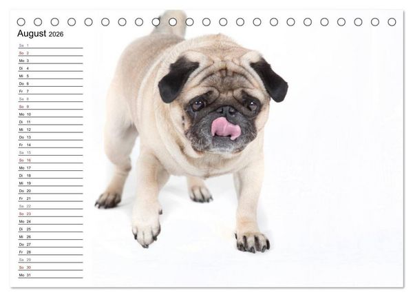 Produktbild: Mops - unwiderstehlich und charmant (Tischkalender 2026 DIN A5 quer), CALVENDO Monatskalender
